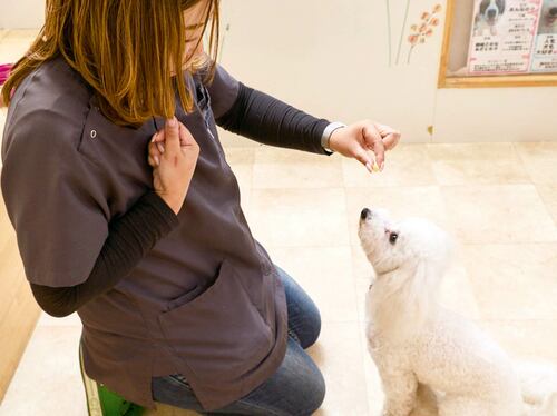 テスト項目1:使い勝手 犬用おやつおすすめ イメージ