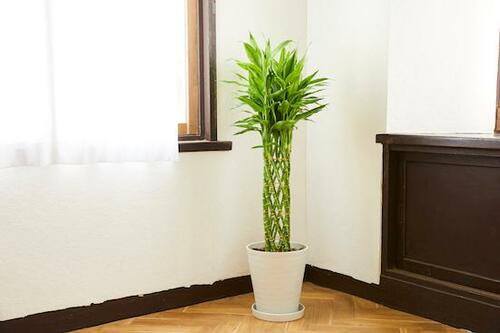 大サイズ 観葉植物おすすめ イメージ