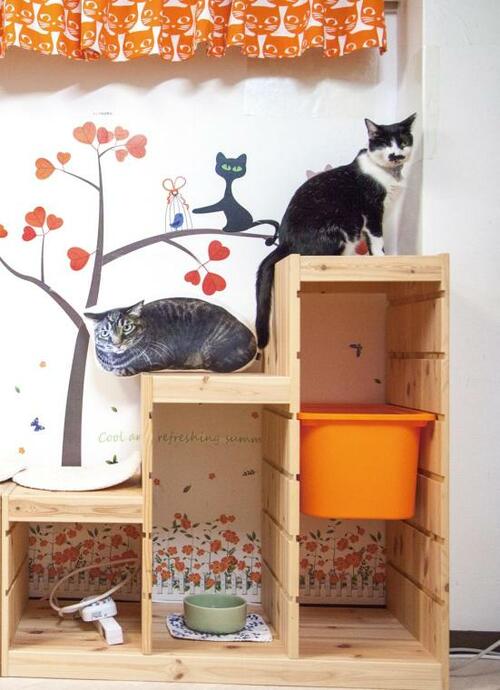 部屋の家具をアレンジして キャットタワーを作るのもアリ！ イメージ2