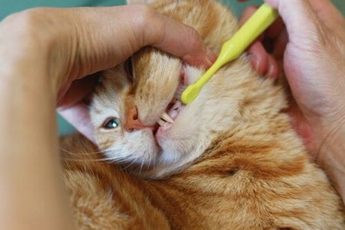 【Q1】ネコも歯みがきはしたほうが良いの？ イメージ2