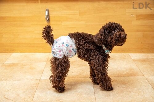 ホールド型 犬用おむつおすすめ イメージ