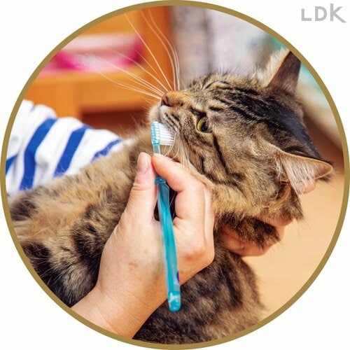 毛先は極細＆柔らかい 猫用歯ブラシおすすめ イメージ