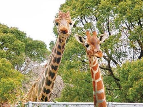 獣医のホネ骨ガイドが超ユニーク「大牟田市動物園」