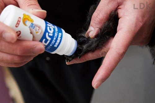犬用肉球クリームとは？ 本当に必要？ 犬用肉球クリームおすすめ イメージ