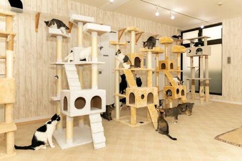 格安ネット通販で発見！とにかく猫が集まるキャットタワー イメージ
