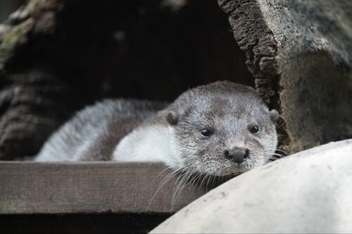実写（タムロン）：手ブレ補正や接写性ではシグマを上回る！ イメージ2