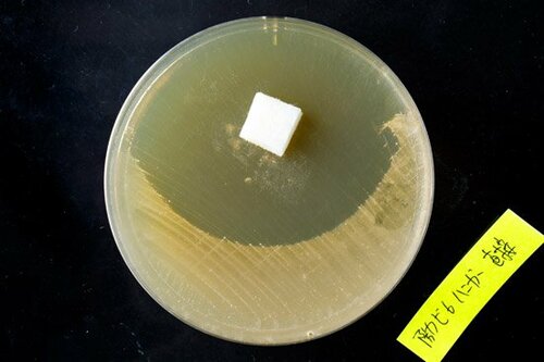 【ハンガータイプ】付けるだけ！おふろの防カビアロマ イメージ