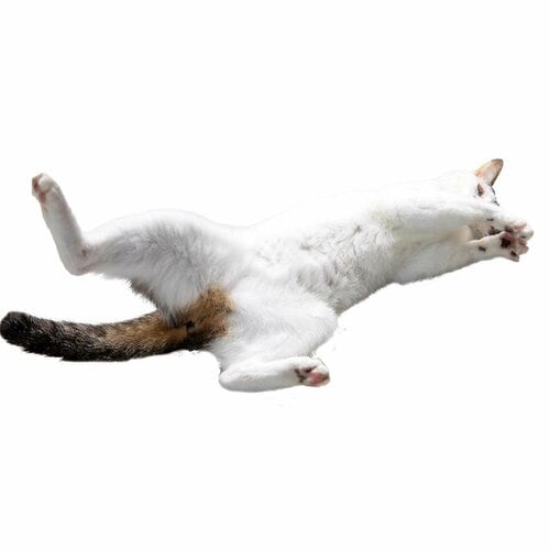 たくさんのネコがリラックス またたびおすすめ イメージ