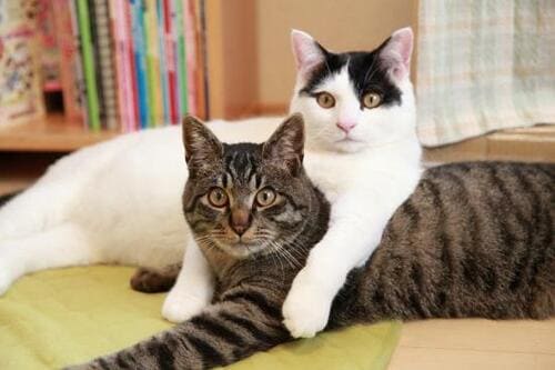 ヒット商品は本当に優秀？ 満足度の高いキャットタワー選び イメージ