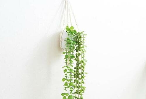 安見えしない「フェイクグリーン」はどれ？ イメージ3