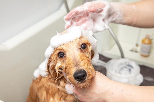 犬用シャンプーとは？ 犬用シャンプーおすすめ イメージ