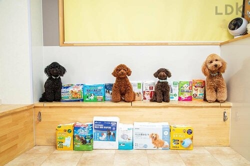 犬用オムツの人気商品をテスト 犬用おむつおすすめ イメージ