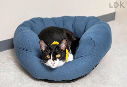 オールシーズンくつろげる神ベッド 猫用ベッドのおすすめおすすめ イメージ