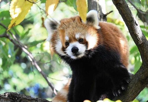 動き回る動物や乗り物の撮影も「被写体認識」で簡単！ 家電批評ベストバイオブザイヤーおすすめ イメージ