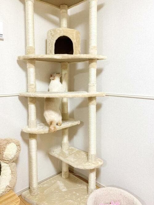 4位: 登りにくい？ アイリスオーヤマ 「キャットタワー ツイン突っ張り」 イメージ