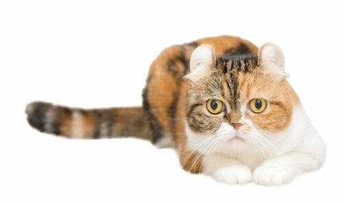 【Q4】ネコもシャンプーした方がいいの？ イメージ