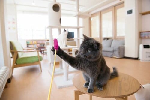【Q3】ネコの食いつきがいいおもちゃを知りたい!