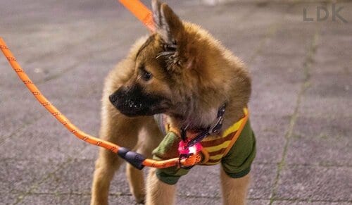 かわいさや華やかさはない 犬のお散歩用ライトおすすめ イメージ