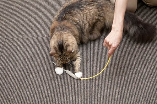 【極意3】狩猟本能をくすぐる遊び方を心得よ イメージ