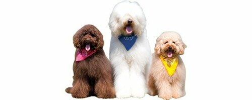 かわいいだけでなく性格も穏やかです