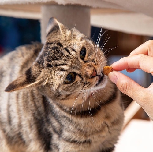 ▼テスト結果 猫用歯磨きおやつおすすめ イメージ
