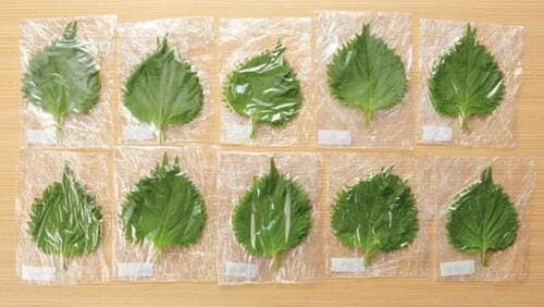 鮮度保持力を求めるラップのテストでは「保水性」に注目! イメージ2