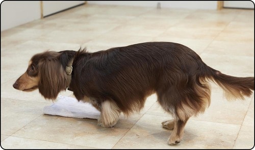 積極的にふれようとはしなかった 犬のしつけ用スプレーおすすめ イメージ