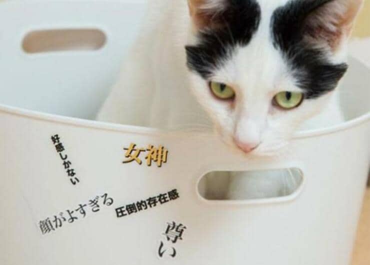 安くて可愛くて便利！ 猫好きにおすすめアイテムをセリアでプロと発見