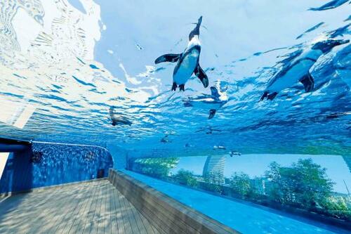 【神奈川県編】何度も行きたくなる水族館ベストランキング5選