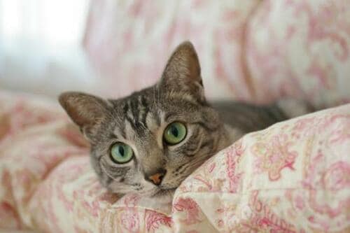 【ギモン5】ペットと一緒に寝るのはダメ？ イメージ