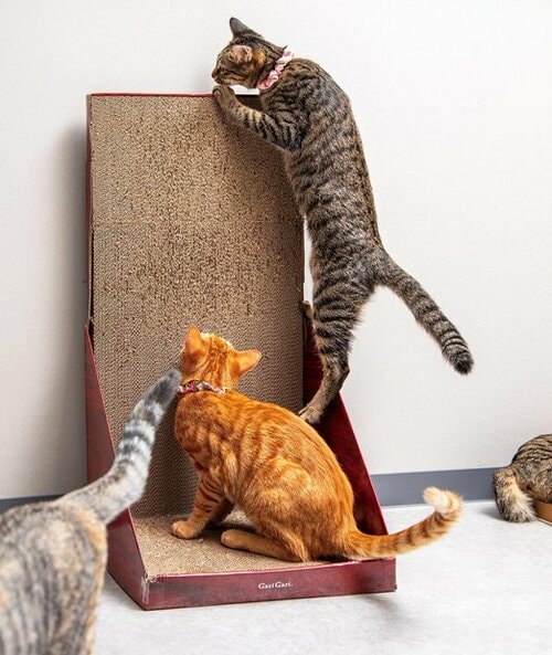 耐久性が高く長期間使える 猫用爪とぎおすすめ イメージ