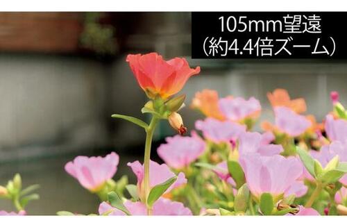 広角も望遠も写真はかなり自然で高画質 イメージ3