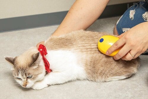 ピンにからんだ抜け毛を取るのはやや手間 猫用ミストブラシおすすめ イメージ