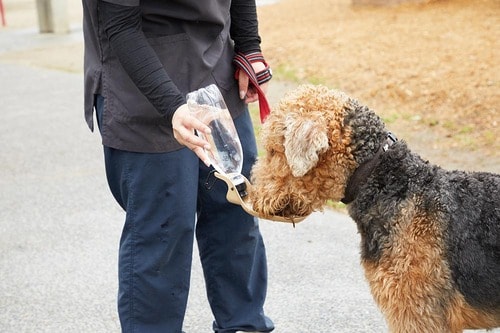 給水もマナー水洗もスムーズ 犬用給水ボトルおすすめ イメージ