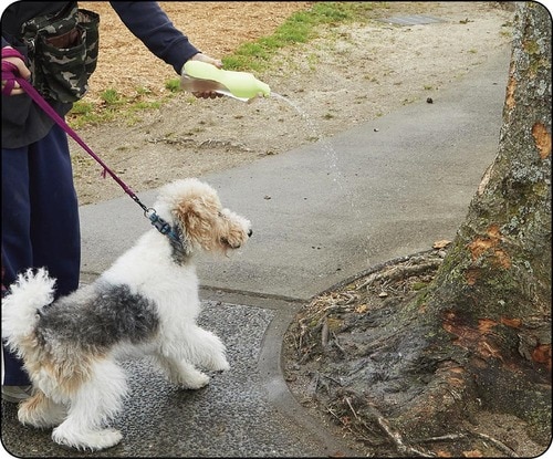 選び方2：マナー水洗のしやすさ 犬用給水ボトルおすすめ イメージ