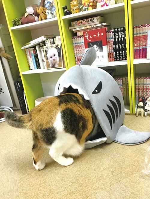 【Q1】ネコが喜んで使ってくれるベッドが知りたい!