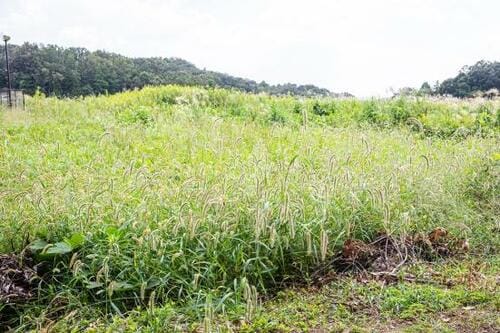 ラクに手入れできてコスパがいい「家庭用草刈り機」が知りたい!