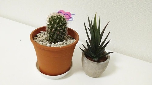 カメラ:良好 ガラホおすすめ イメージ