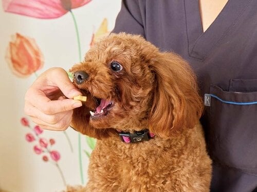 犬用おやつとは? あげるメリット 犬用おやつおすすめ イメージ