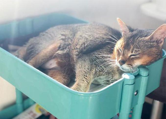 殿堂入り グッズの収納も猫用ベッドにもなるおすすめワゴン プロが検証 360life サンロクマル