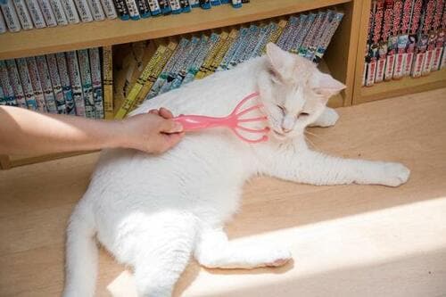 C評価: 4種がセットになった猫の友社「コロコロネコ」 イメージ5