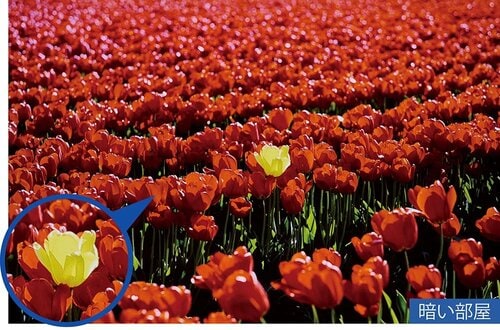 悪くはないもののノイズがやや目立つ 4Kプロジェクターおすすめ イメージ2