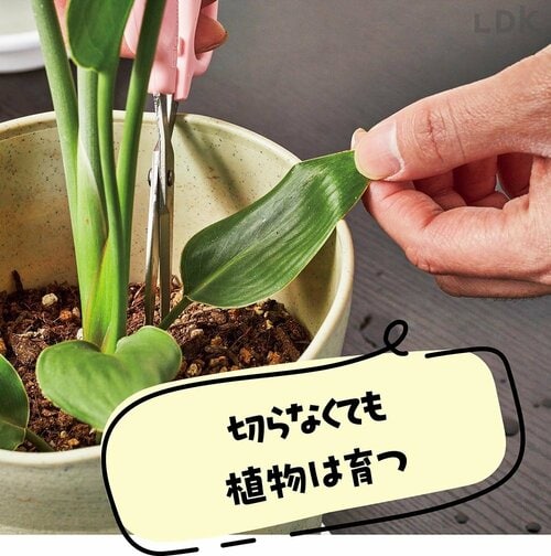 2:せん定が必要な葉っぱは? ガーデニング用霧吹きおすすめ イメージ