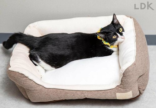 猫用ベッドとは？ 猫用ベッドのおすすめおすすめ イメージ