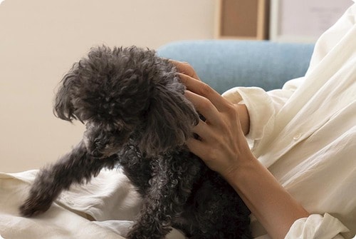 フードが愛犬に合っているかどうかはウンチと被毛をチェック ドッグフードおすすめ イメージ
