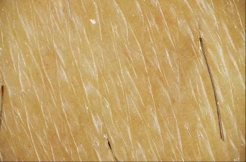 C評価: 切れ味はイマイチ剃れないからか肌負担は少ない