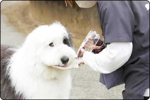 飼い主もわんこもストレスフリーの逸品 犬用給水ボトルおすすめ イメージ