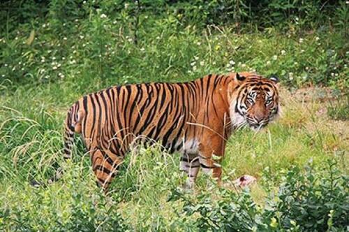 動物のリアルな生態を堪能「よこはま動物園ズーラシア」