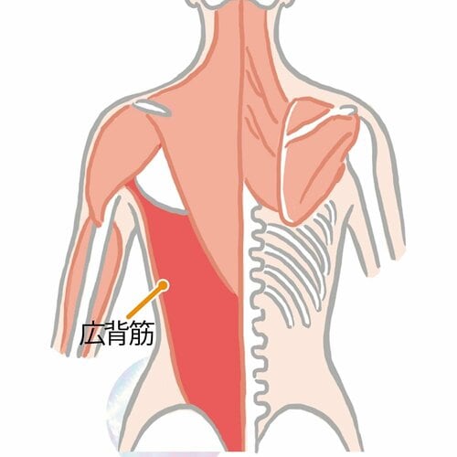 →背中の筋肉ごと動かしましょう! ズボラストレッチおすすめ イメージ