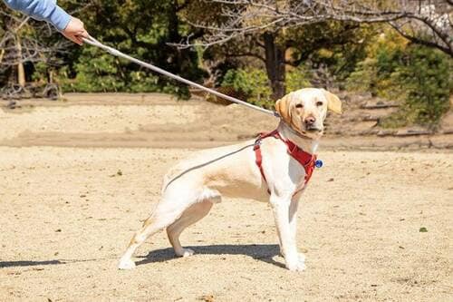 やんちゃな大型犬もしっかりコントロール 犬用リードおすすめ イメージ